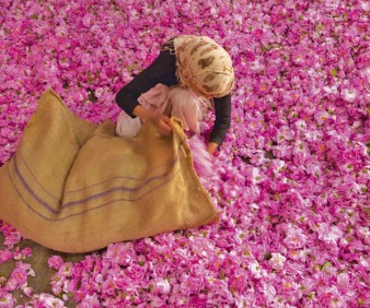 wild roses of Megouna Valley  in Morocco