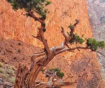 Flora of The Halas Mountains high altitude